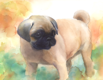 pug1_2016-2