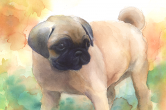 pug1_2016-2