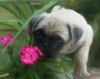 Kim_Pup_bak