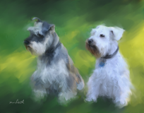 Scamp_Charlie
