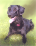 dog_next_door_scan